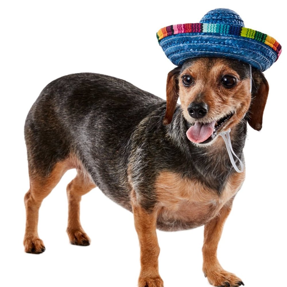 Dog Pet Costume Mexican SOMBRERO Hat Size M/L Blue NWT